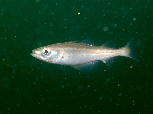 Pollachius