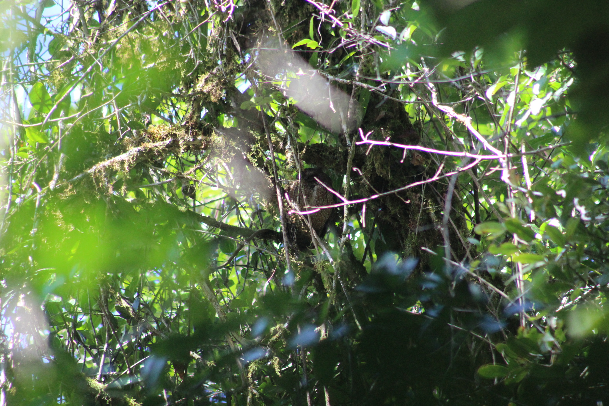 Madagascar Scops Owl (Otus rutilus), photo 4