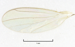 Phyllodromia proiecta
