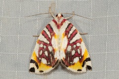 Sinna calospila