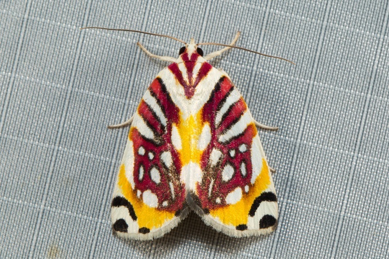Sinna calospila