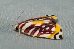 Sinna calospila