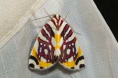 Sinna calospila