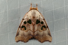 Xenochroa chlorostigma