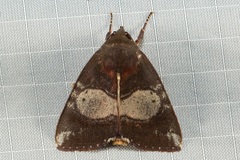Xenochroa mediogrisea