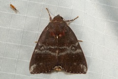 Xenochroa mediogrisea