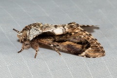 Fentonia helena