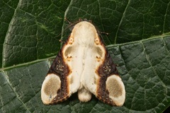 Formofentonia orbifer