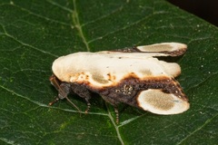 Formofentonia orbifer