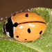 Nine-spotted Lady Beetle - Photo (c) Jason M Crockwell, some rights reserved (CC BY-NC-ND), uploaded by Jason M Crockwell
