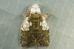 Syntypistis viridimaculata