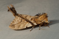 Dudusa synopla
