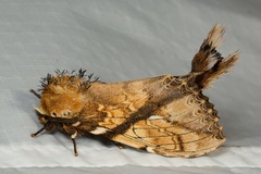 Dudusa synopla