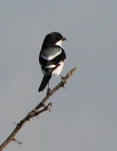 Somali Fiscal (Lanius somalicus)