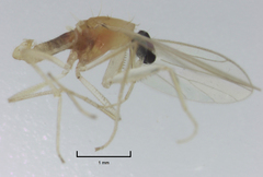 Phyllodromia proiecta