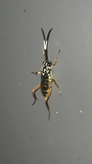 Baryceros texanus