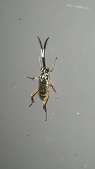 Baryceros texanus