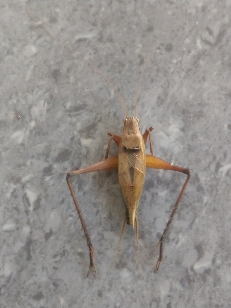 Xenogryllus ululiu