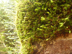 Leptostomum macrocarpum