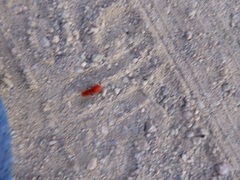 Sphaeropthalma unicolor