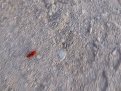 Sphaeropthalma unicolor