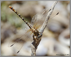 Erpetogomphus compositus