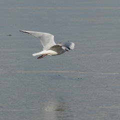 Chroicocephalus ridibundus