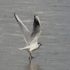 Chroicocephalus ridibundus