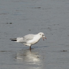 Chroicocephalus ridibundus