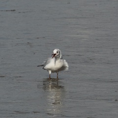 Chroicocephalus ridibundus