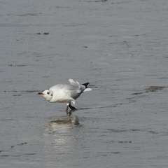 Chroicocephalus ridibundus