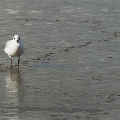 Chroicocephalus ridibundus