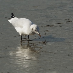 Chroicocephalus ridibundus