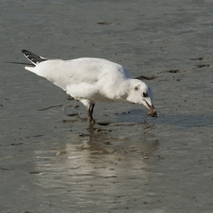 Chroicocephalus ridibundus