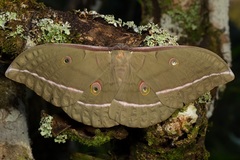 Antheraea
