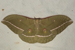 Antheraea moultoni