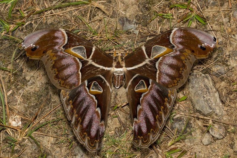 Archaeoattacus staudingeri