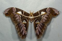 Archaeoattacus staudingeri