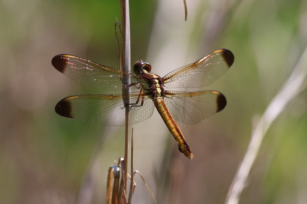 Yellow-sided Skimmer