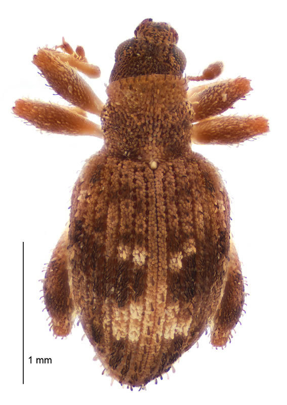 Pactolotypus