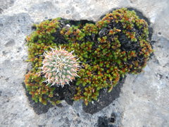 Mammillaria winterae