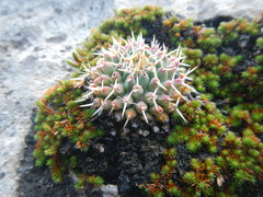 Mammillaria winterae