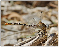 Erpetogomphus compositus