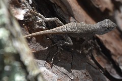 Sceloporus woodi