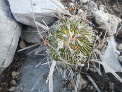 Echinofossulocactus lloydii