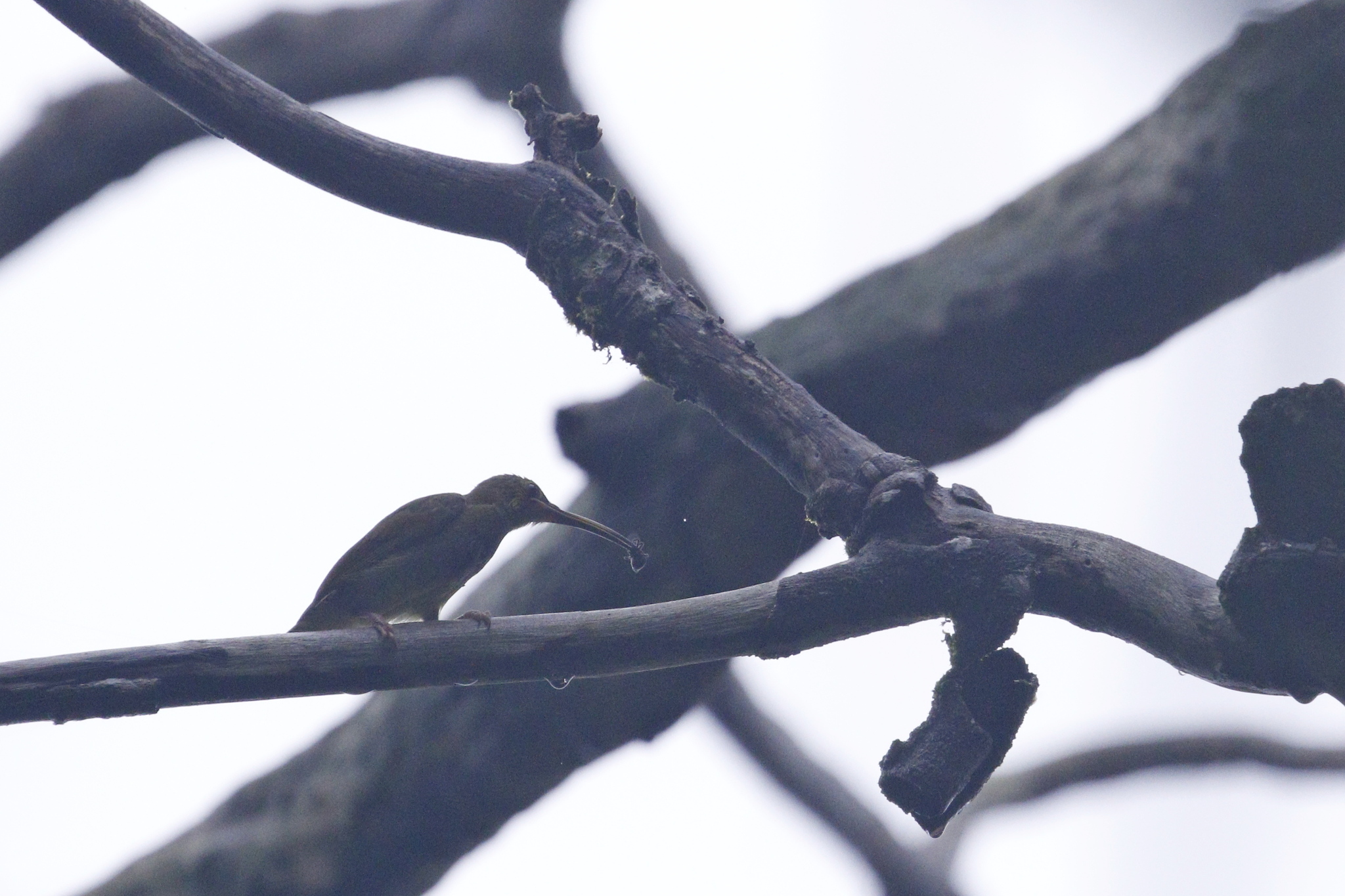 Yellow-eared Spiderhunter (Arachnothera chrysogenys), photo 5
