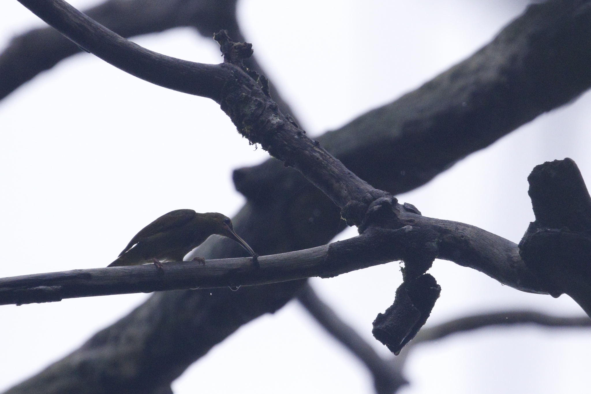 Yellow-eared Spiderhunter (Arachnothera chrysogenys), photo 6