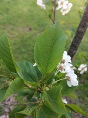 Prunus cerasus