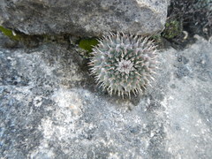 Mammillaria winterae