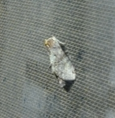 Antithemerastis acrobela